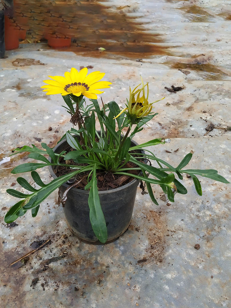 Gazania Yellow