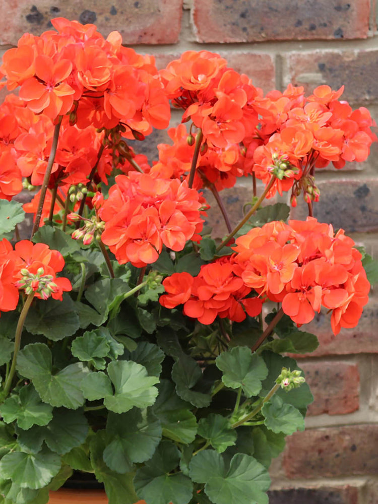 Geranium Light Orange
