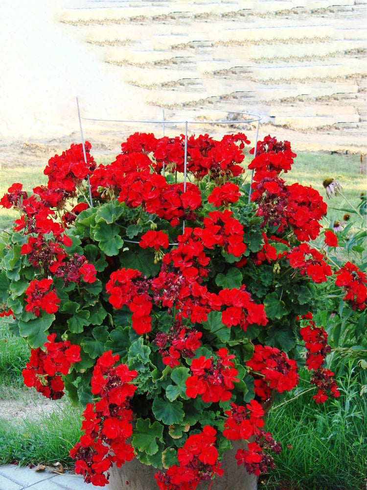 Geranium Red