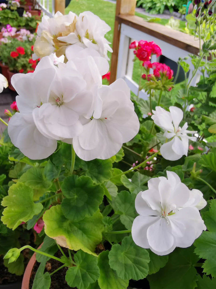 Geranium White