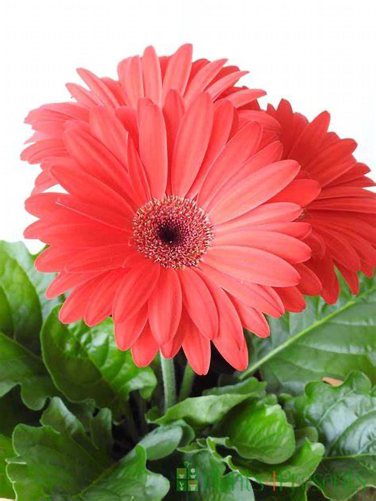 Gerbera Carnation