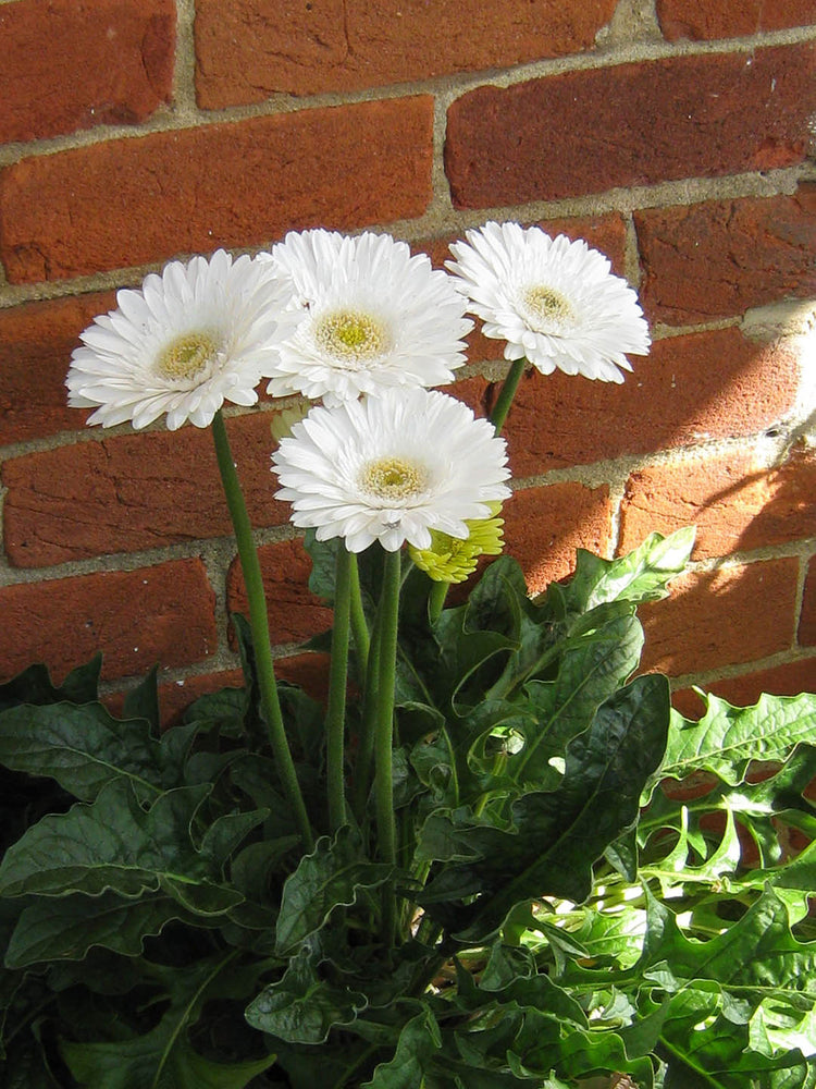 Gerbera White