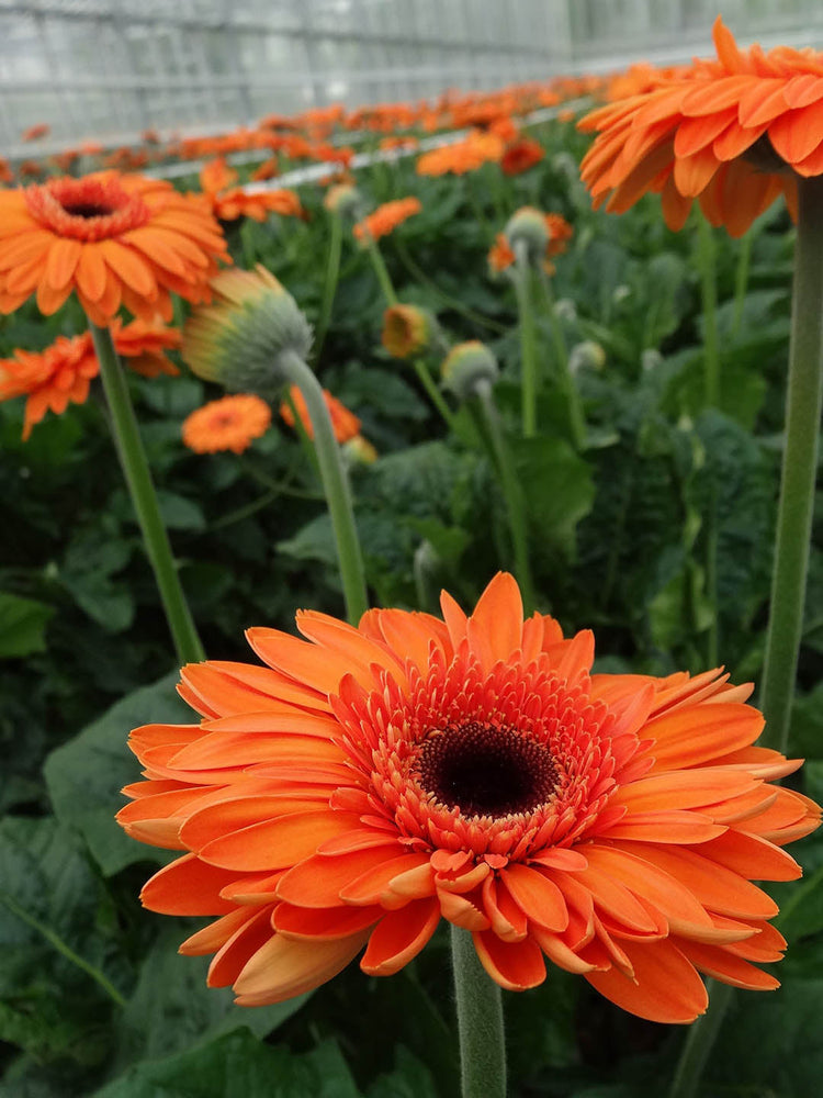 Gerbera Orange