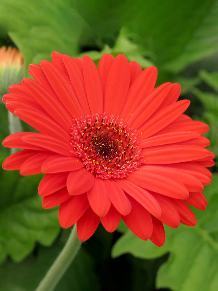 Gerbera Red