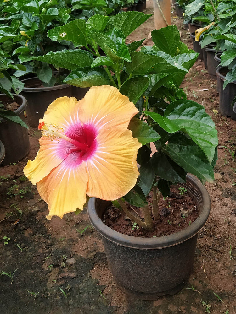 Hibiscus Rosa-Sinensis Peach Red Plant or Peach Hibiscus with Green coloured leaves and Red Eye and Peach Base coloured flower