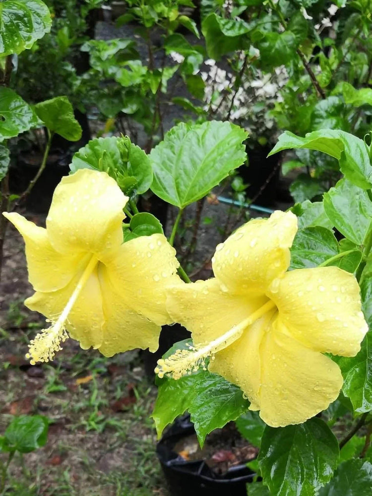 Hibiscus Rosa-Sinensis Yellow Plant or Yellow Hibiscus with Green coloured leaves and Yellow coloured flower