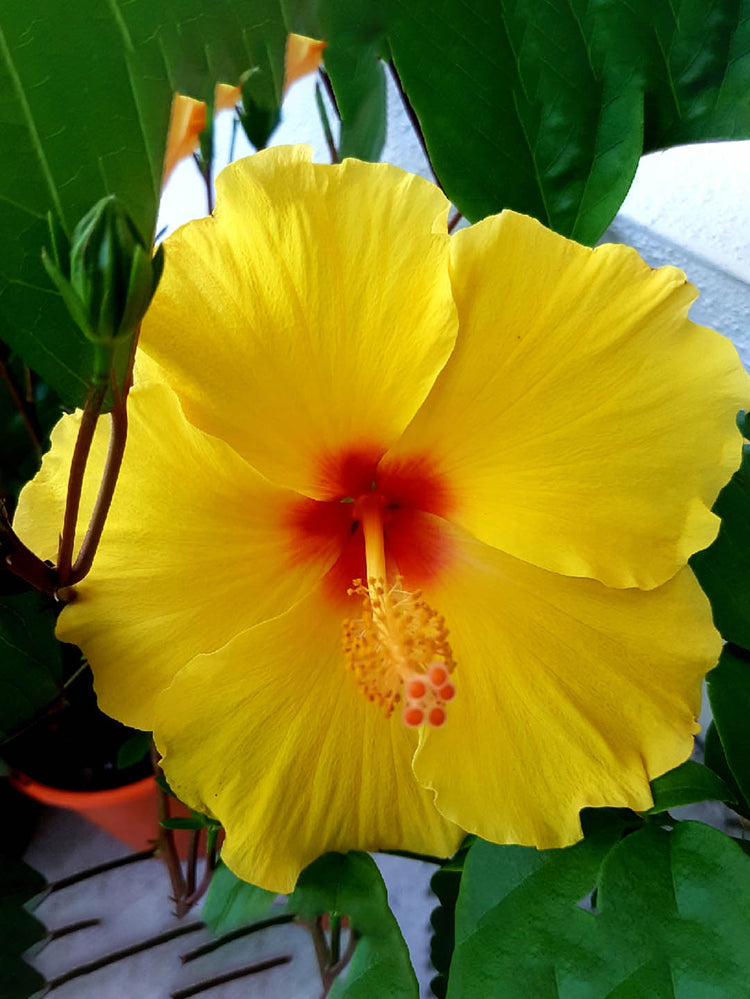 Hibiscus Rosa-Sinensis Yellow Red