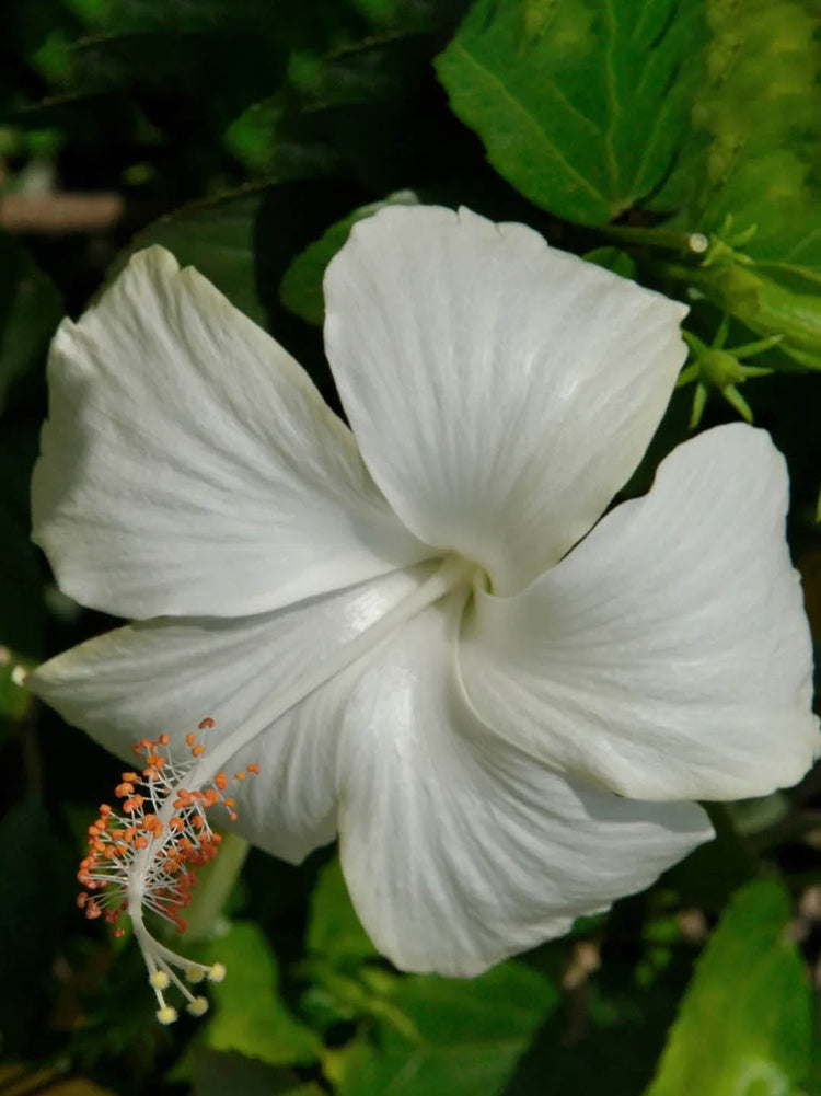 Hibiscus White Desi