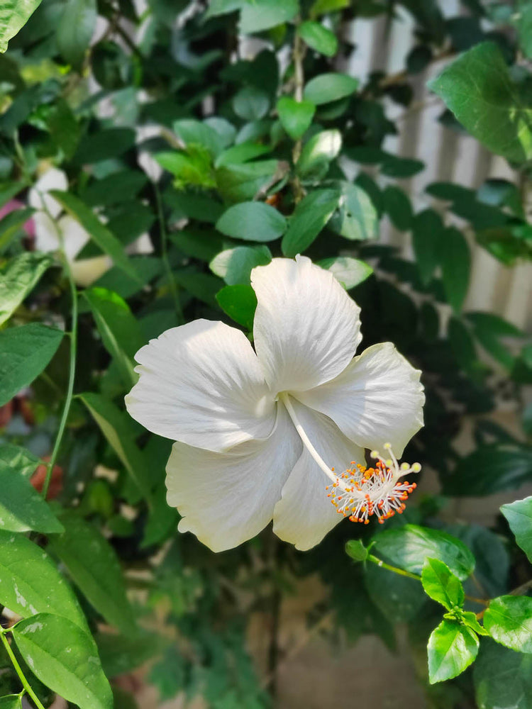 Hibiscus White Desi
