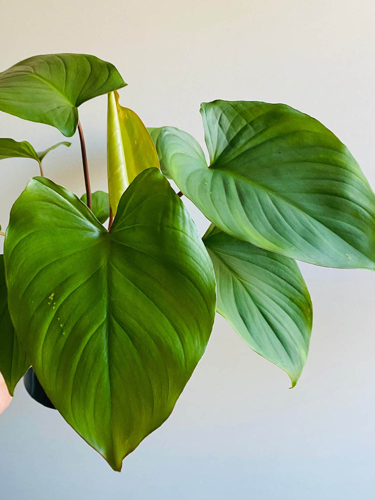 Homalomena Rubescens Maggy