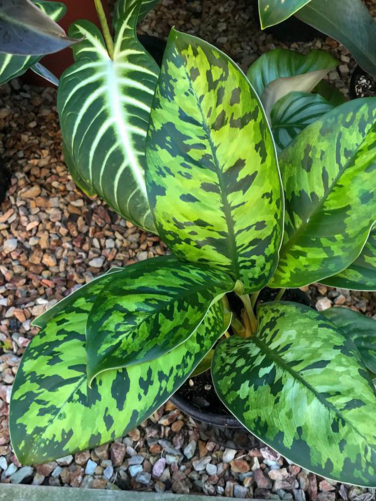 Homalomena Wallisii Camouflage