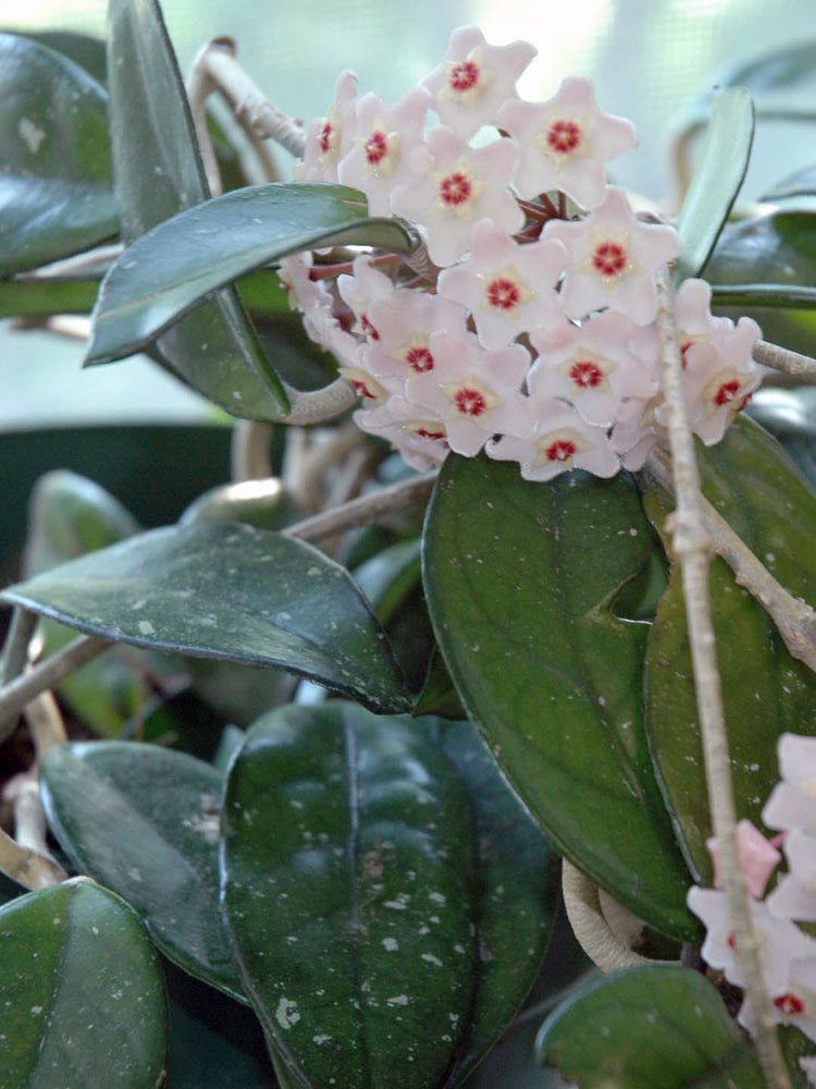 Hoya Carnosa