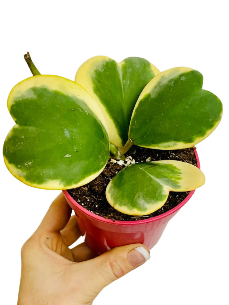 Hoya Kerri 3 Leaves Plant or Heart Plant with Green, yellow coloured leaves