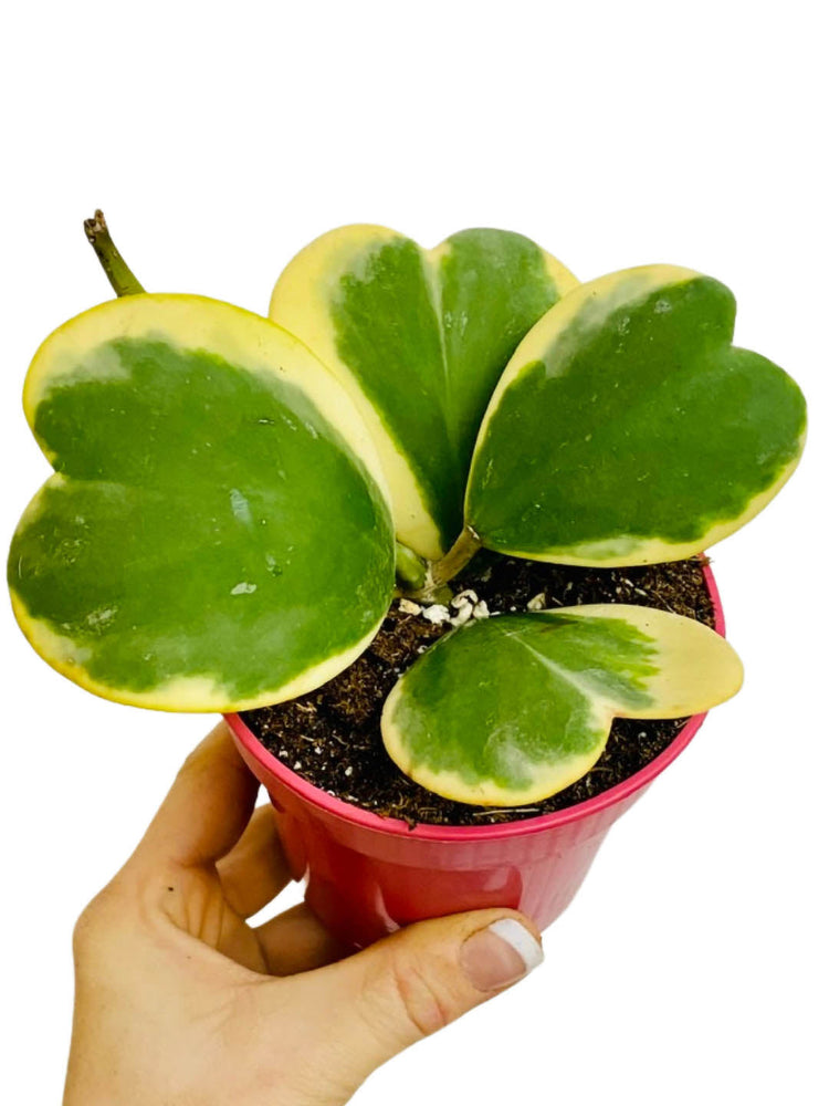 Hoya Kerri 4 Leaves Plant or Heart Plant with Green, yellow coloured leaves