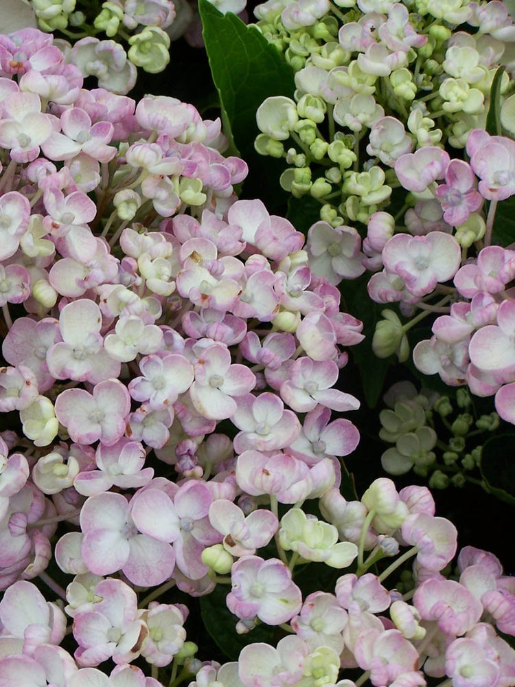 Hydrangea Macrophylla