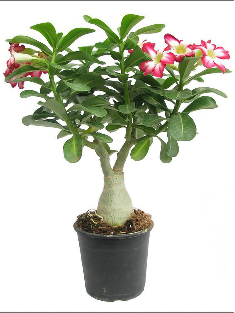 Adenium Obesum Pink