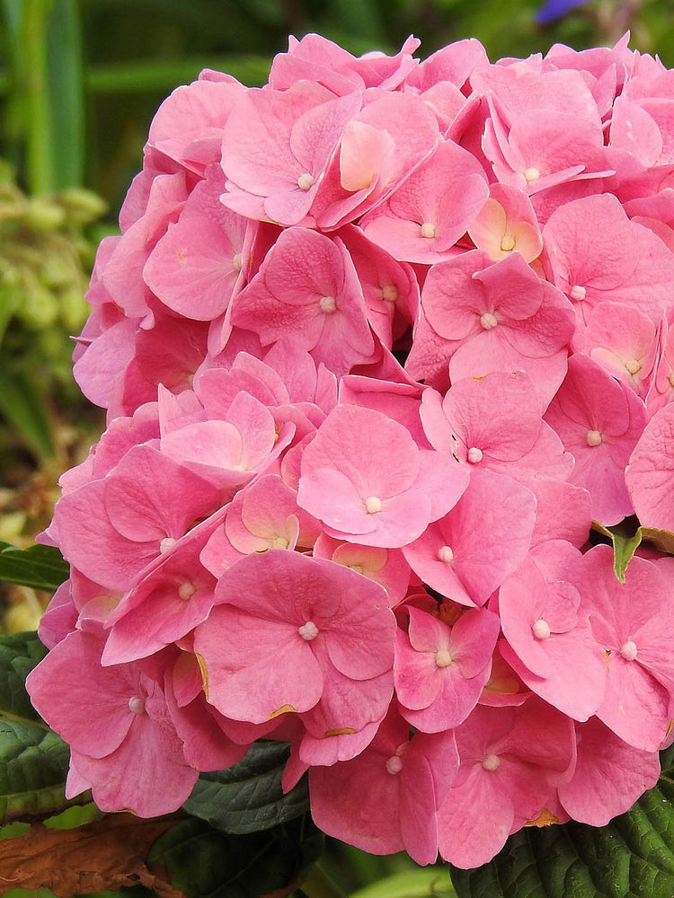 Hydrangea Macrophylla Pink