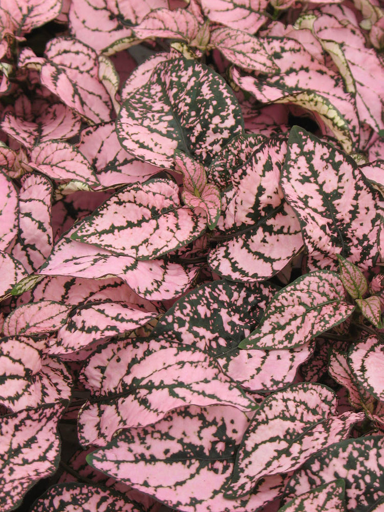 Hypoestes Sanguinolenta Pink Polka Dot