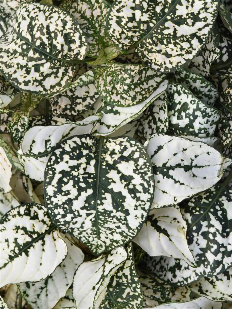 Hypoestes Sanguinolenta White Polka Dot