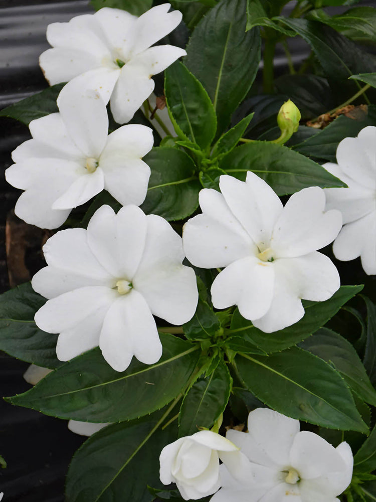 Impatiens Hawkeri White