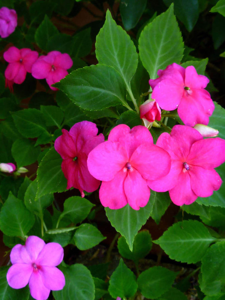 Impatiens New Guinea Accent Pink