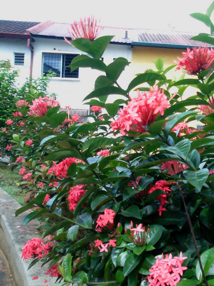 Ixora Coccinea Pink Deluxe