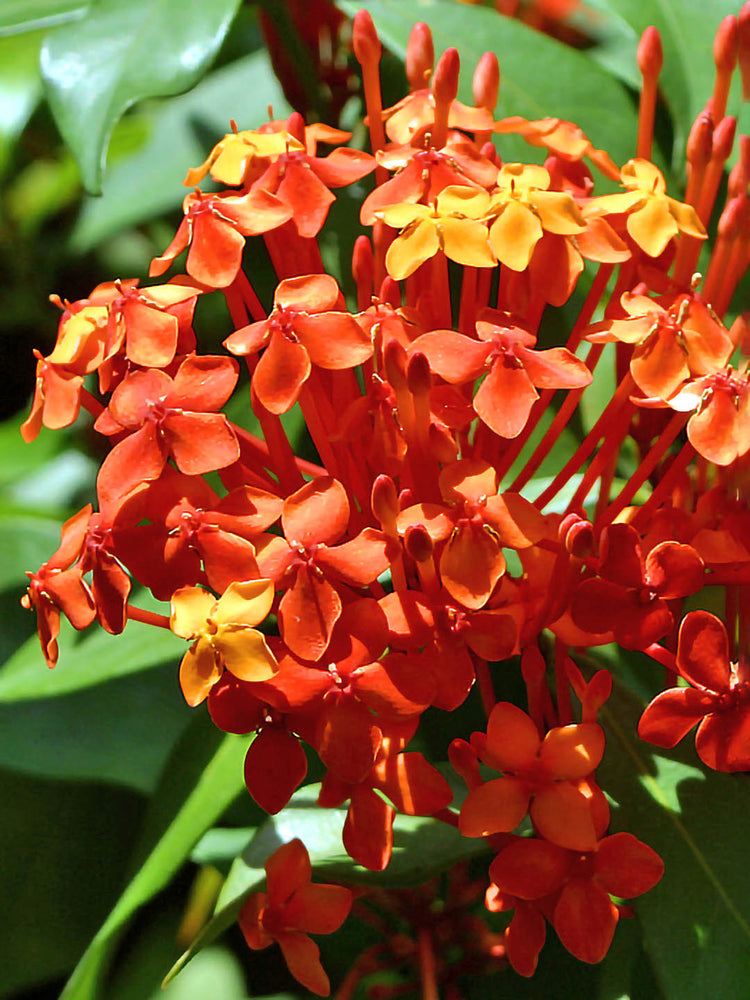 Ixora Coccinea Dark Orange