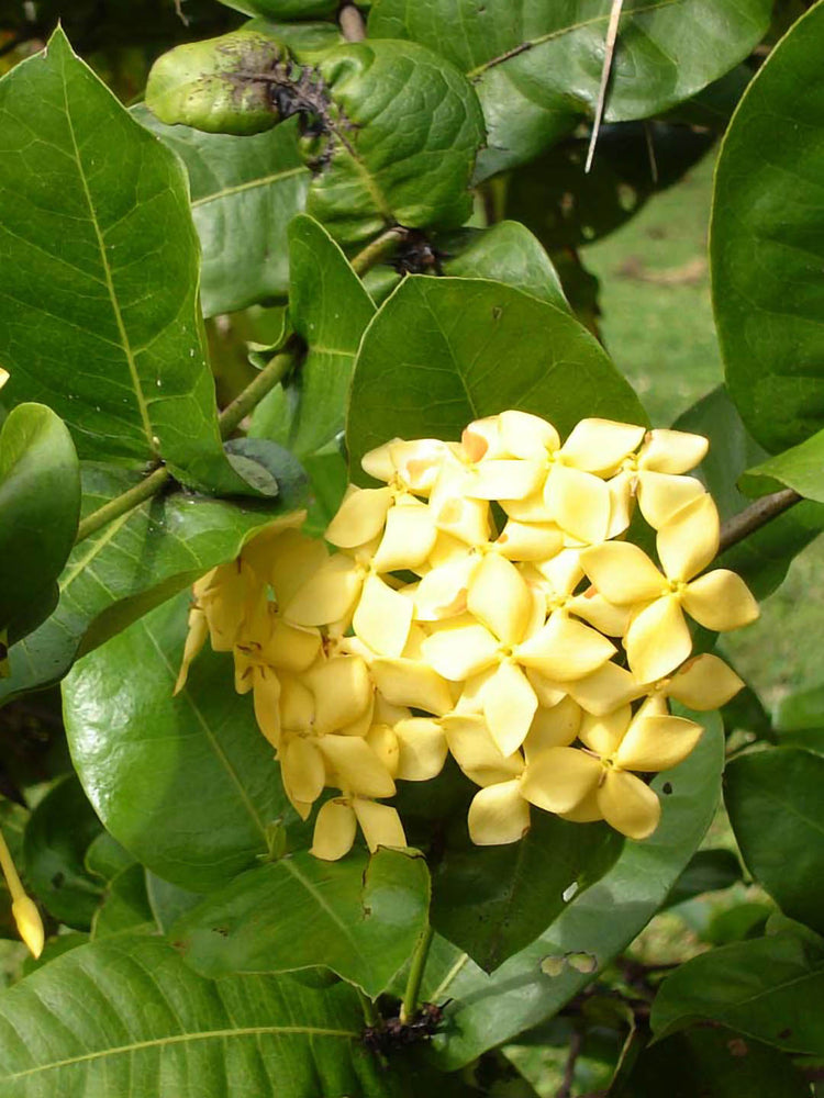 Ixora Coccinea Yellow
