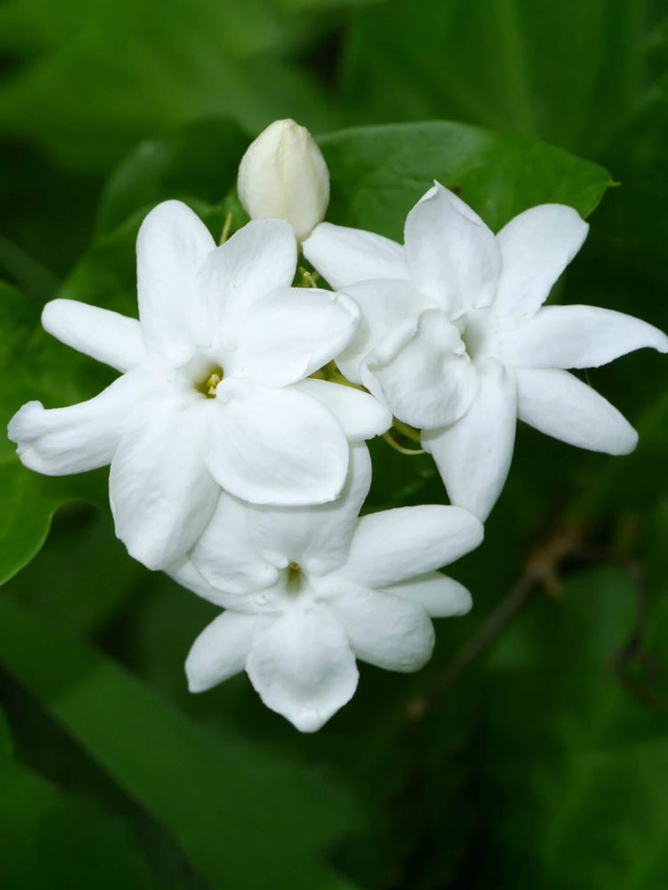 Jasminum Sambac