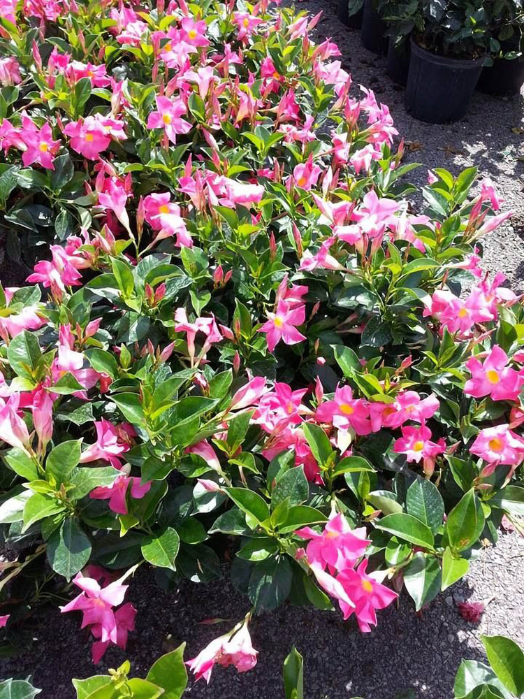 Mandevilla Pink