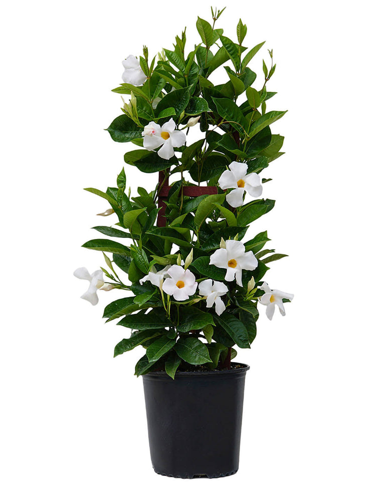 Mandevilla White