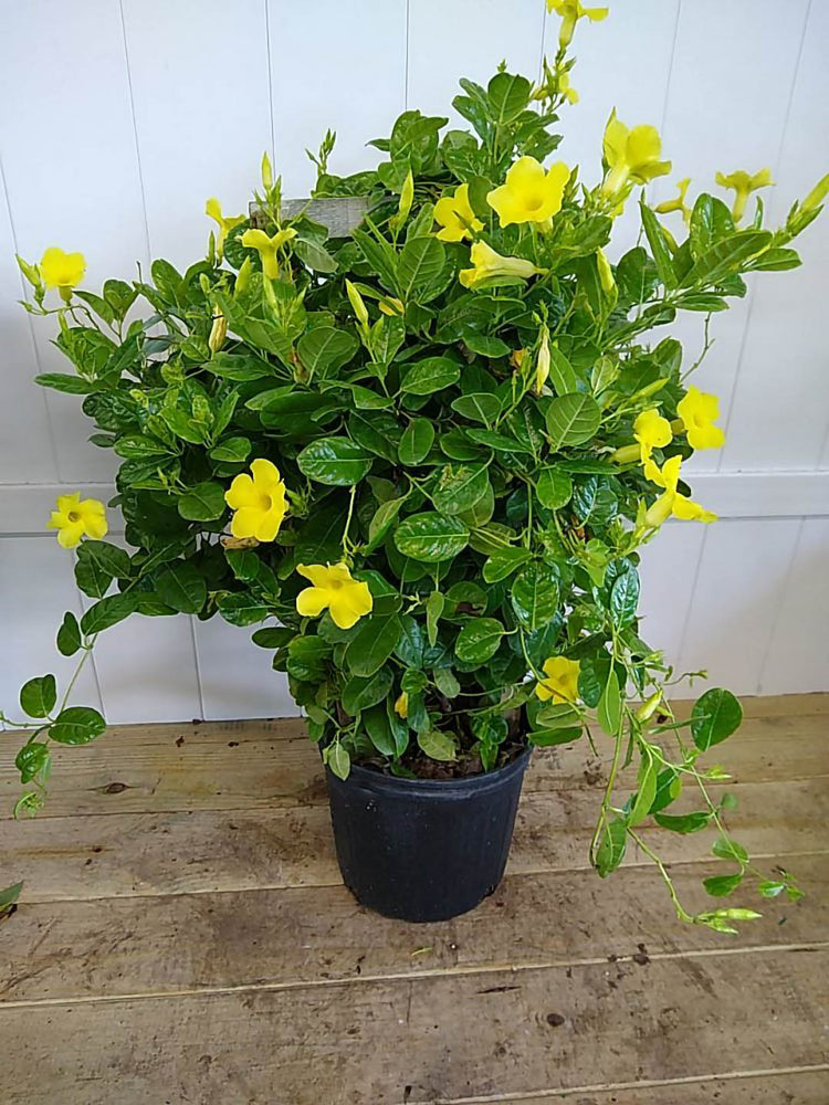 Mandevilla Yellow