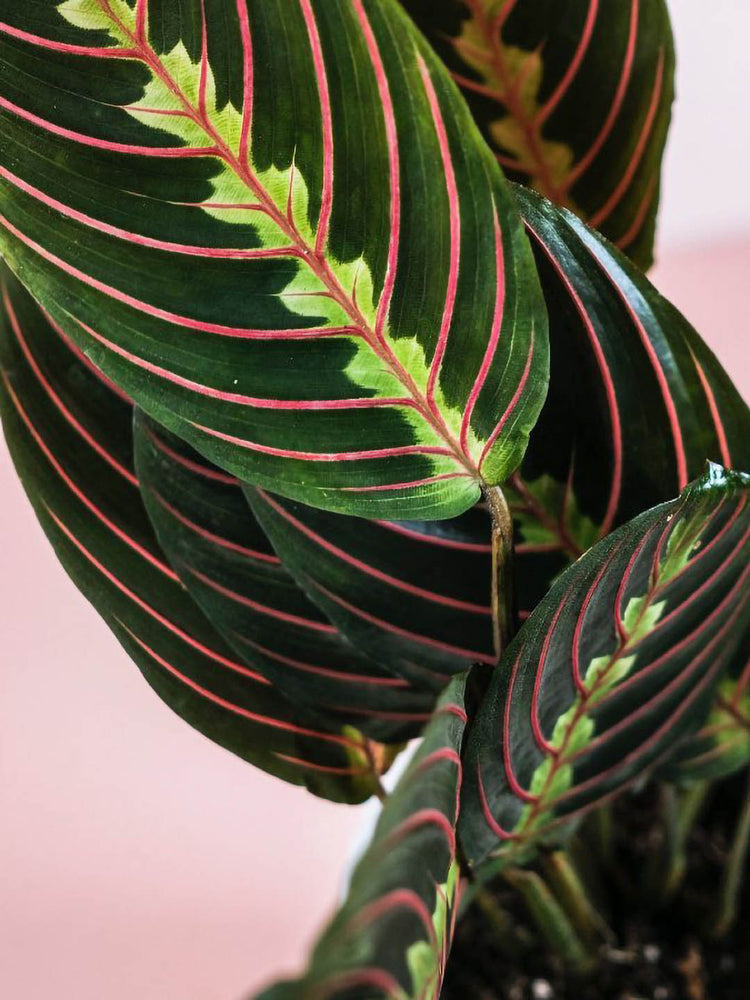 Maranta Leuconeura
