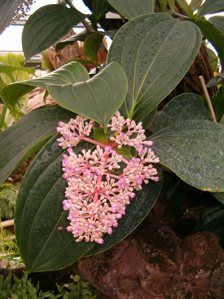 Medinilla Cummingii