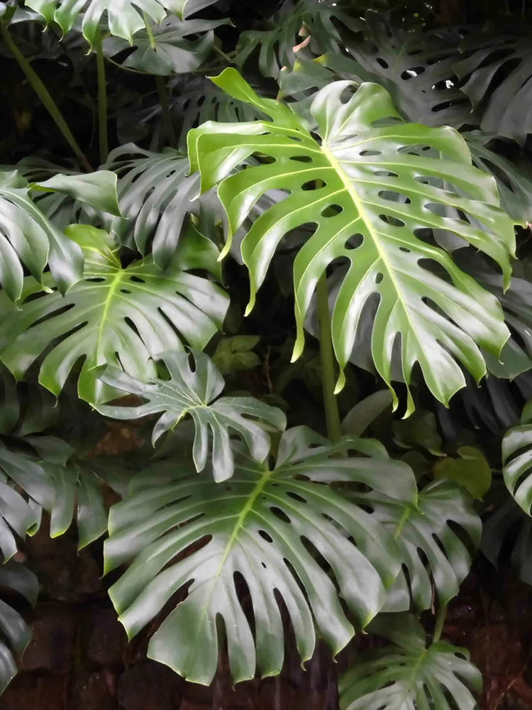 Monstera Deliciosa