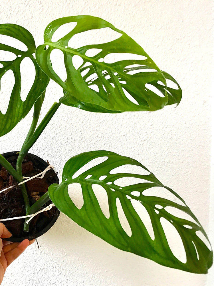 Monstera Esqueleto Epipremnoides