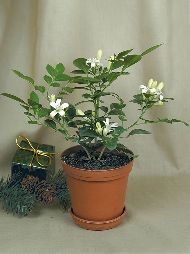 Murraya Paniculata