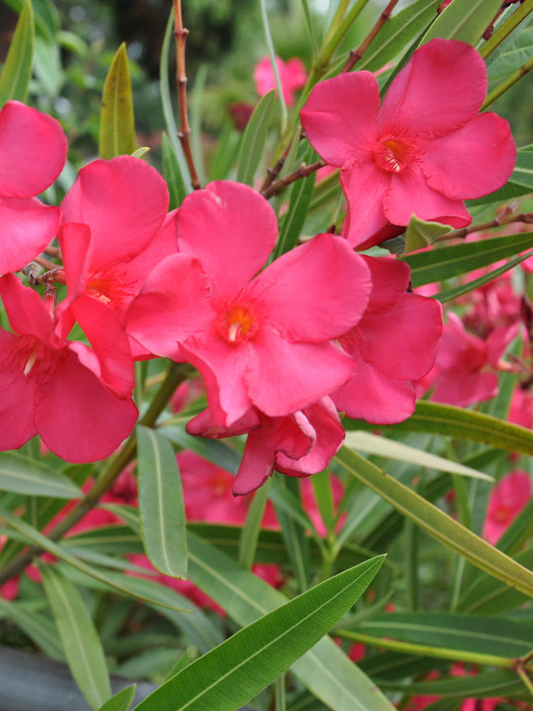 Nerium Oleander Hardy Pink