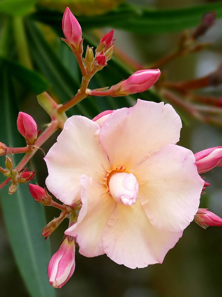 Nerium Oleander Peach