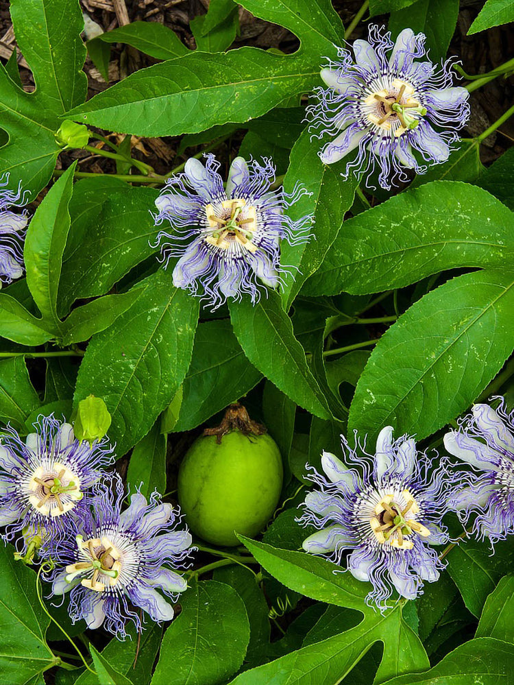Passiflora Incarnata