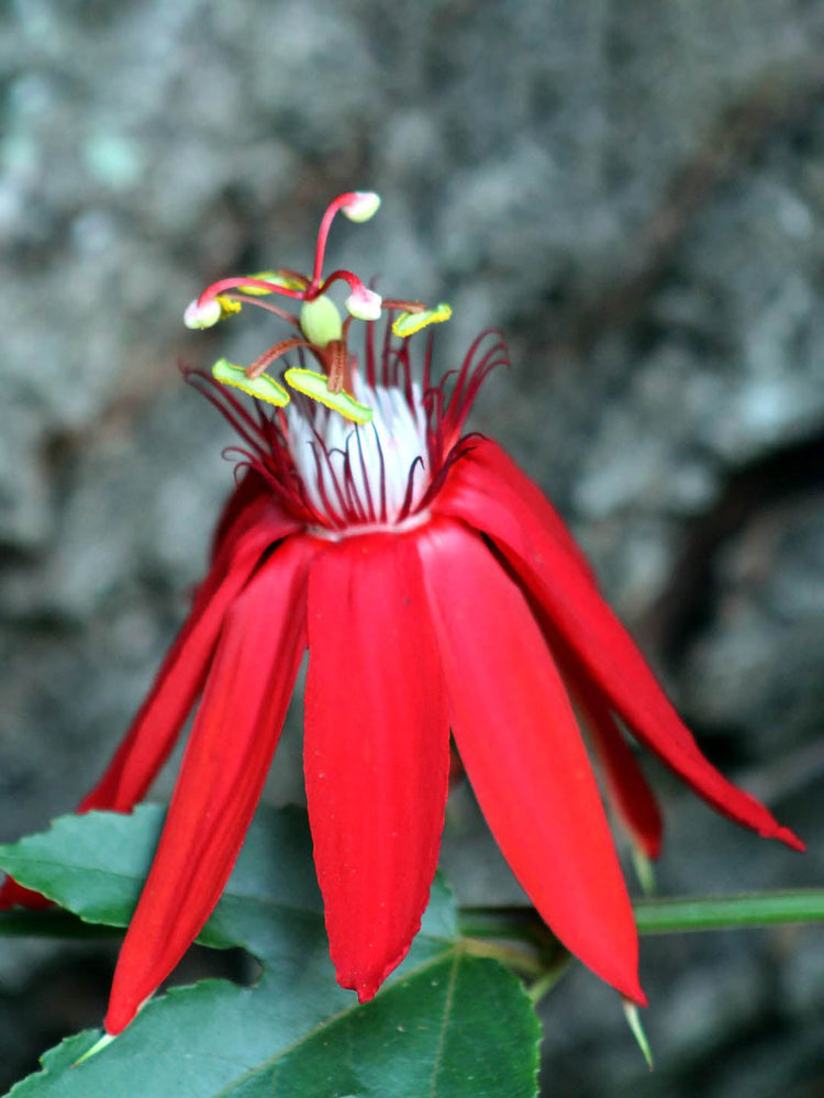 Passiflora Vitifolia