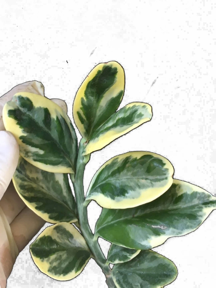 Pedilanthus Jurassic Park