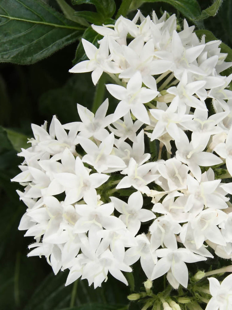 Pentas Lanceolata Butterfly White