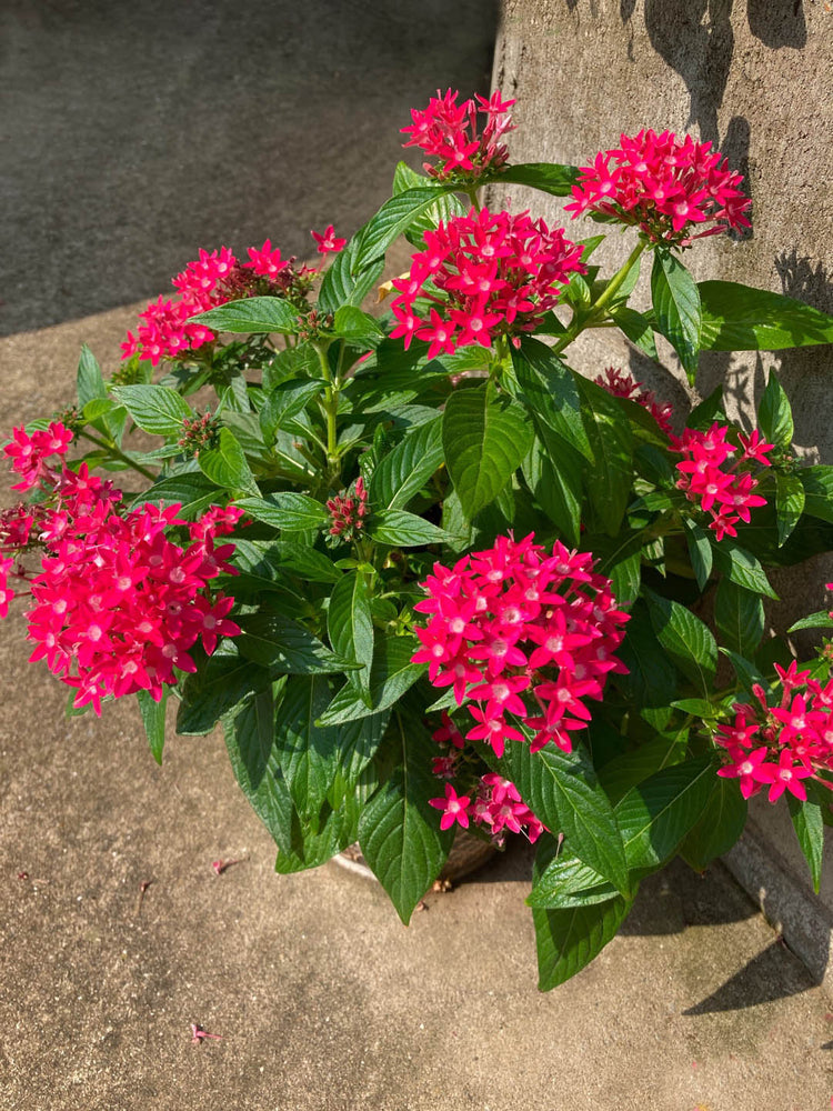 Pentas Lanceolata Carnea