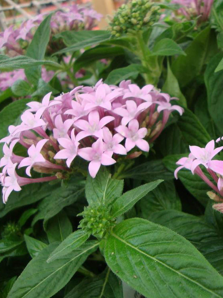 Pentas Lanceolata Lavender