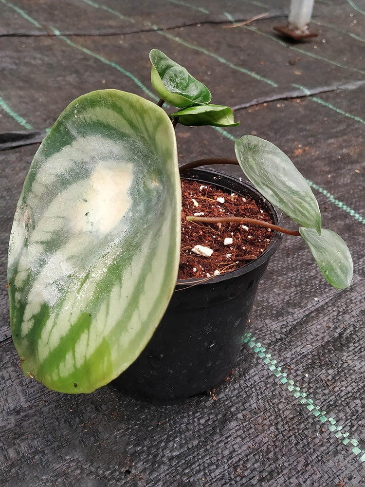Peperomia Argyreia