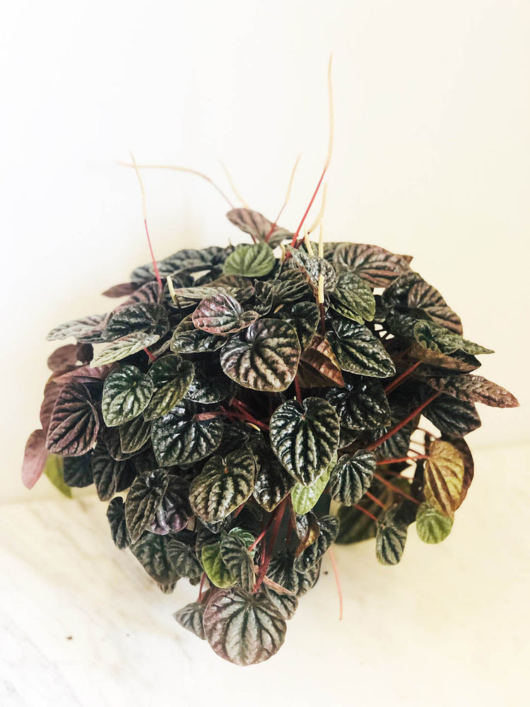 Peperomia Caperata Silver Ripple Black