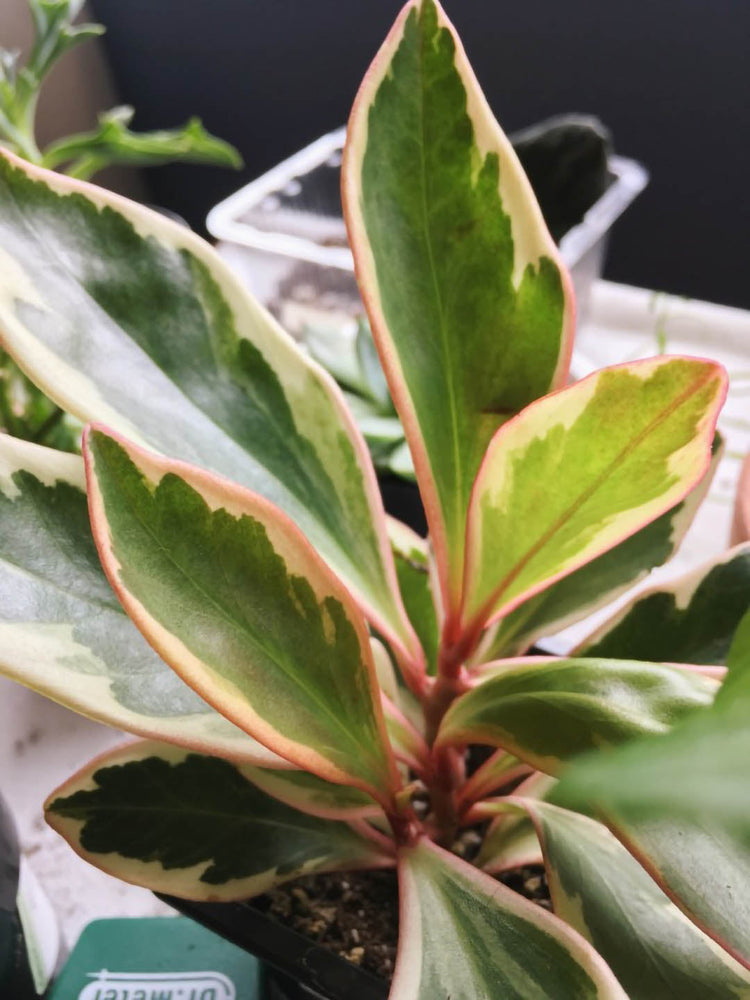 Peperomia Ginny Rainbow