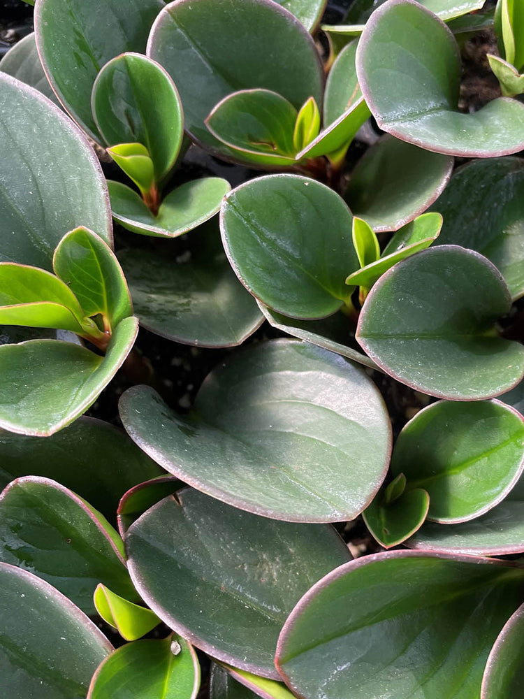 Peperomia Obtusifolia