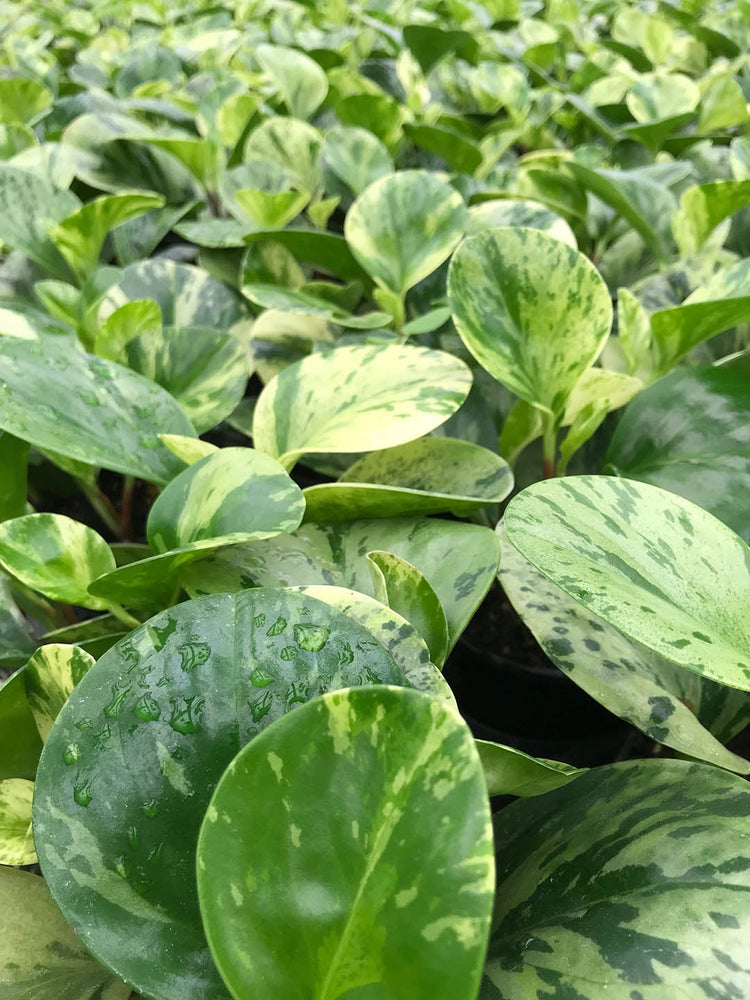 Peperomia Obtusifolia Marble